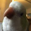 frogsarecool68