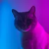 fuzz_baldrin
