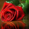 fatylayla12345