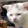 ptduc_17