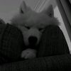 user11frengenssz