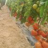 lassaed_h