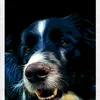 benji_der_hund