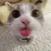 zhr._.aa2