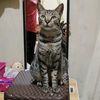 hanci_kucing