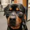 wyattearprottweiler