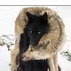 talish_456