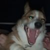 goblinshark