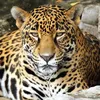 lady_jaguar0