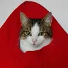 rocatdafatcat