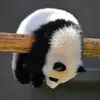 pandaaz08
