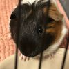 marshmallowtheguineapig2