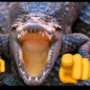 halx_pg
