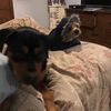 mydogsarecuter_