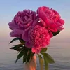 imanitta_1