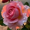 ghadafouad80
