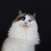 alaskatheragdollcat