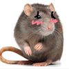 rat_riley