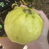 cuccucdangyeu01