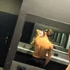 bennydifenza_pt