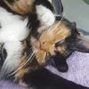 katzen_powwer