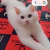 kkito33
