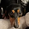 notcherrypit
