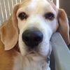 snoopyreily