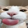meowdyisherev1