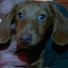 oddiebean