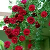 mdyamin056