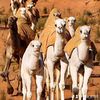 عبدالله 🐎🐪🇸🇦