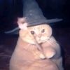 blckcat_2312