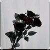 mawar_hitam0896