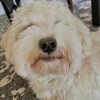 billythewoofer