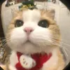 ruby_phuong_171112hello