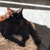 meetmycats