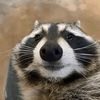 racoonn_