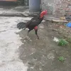 iiui11