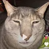 ur_nansdog