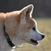 akita.kibou