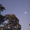 mangiveraindica_
