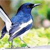 tumi__amar_moner_manush