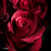 roze_1111111984