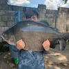 felipe.fish