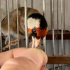 Chardonneret_birds