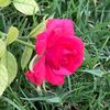 razan_razi