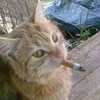 thenotoriousbonk