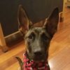 k9ryman.the.mal