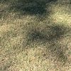 tyforcheckingimeanstalk2